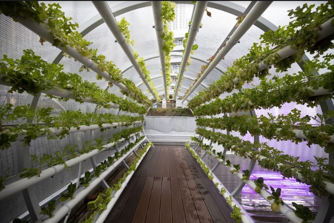 5G智能水耕種植系統